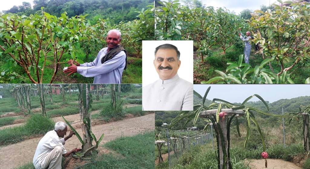 एचपीशिवा परियोजना से ऊना के किसानों की बदल रही तस्वीर बागवानी बन रही बेहतर आजीविका का माध्यम